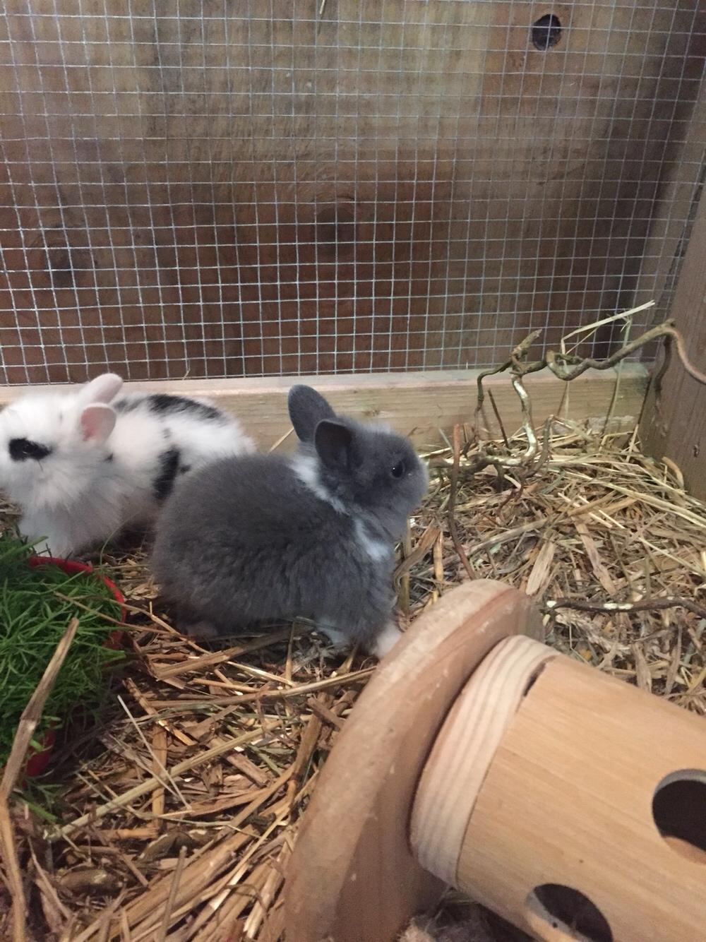 Kanin Sønderhedens Flora {Løvehoved} billede 10