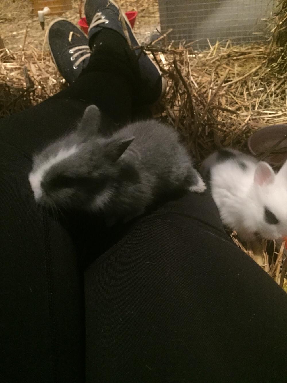 Kanin Sønderhedens Flora {Løvehoved} billede 12