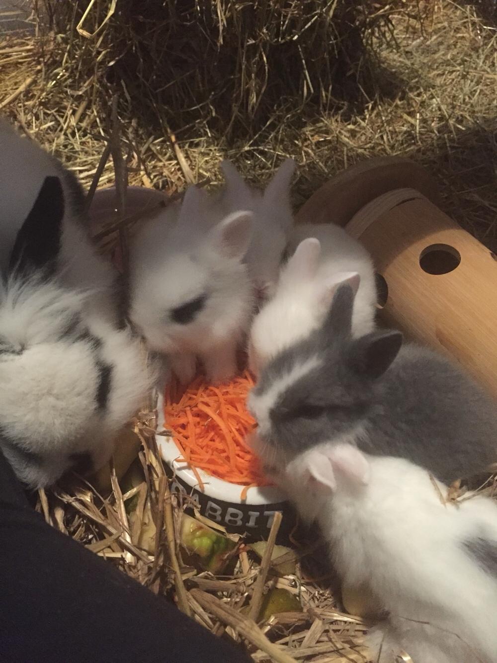 Kanin Sønderhedens Flora {Løvehoved} billede 13