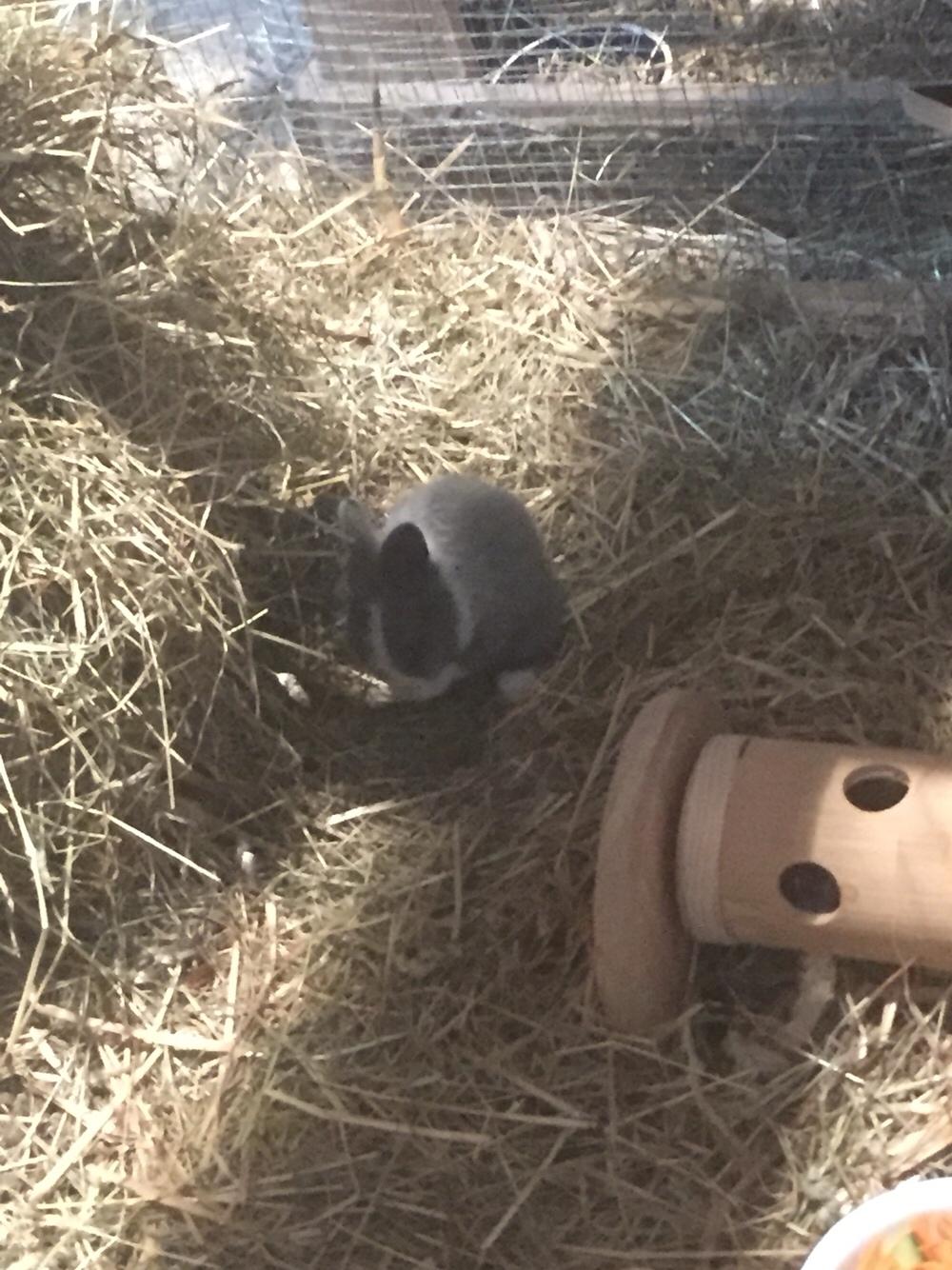 Kanin Sønderhedens Flora {Løvehoved} billede 14