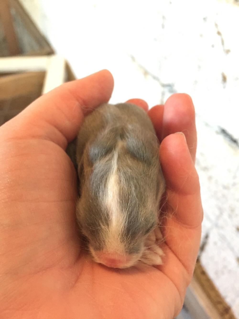 Kanin Sønderhedens Flora {Løvehoved} billede 15