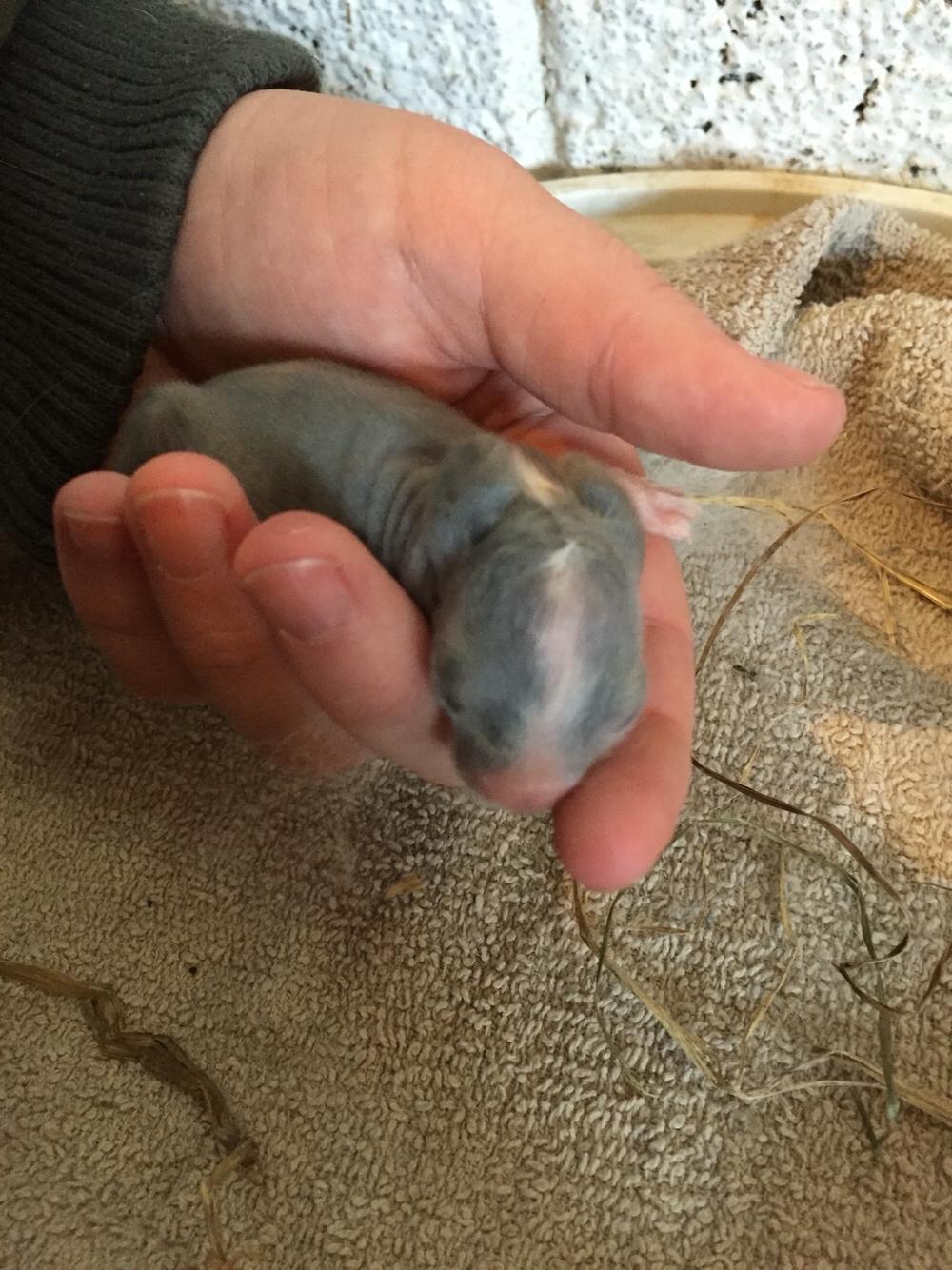 Kanin Sønderhedens Flora {Løvehoved} billede 3