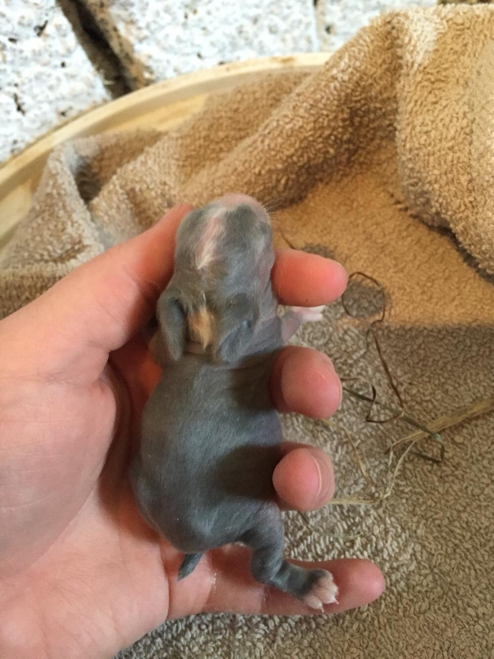 Kanin Sønderhedens Flora {Løvehoved} billede 16