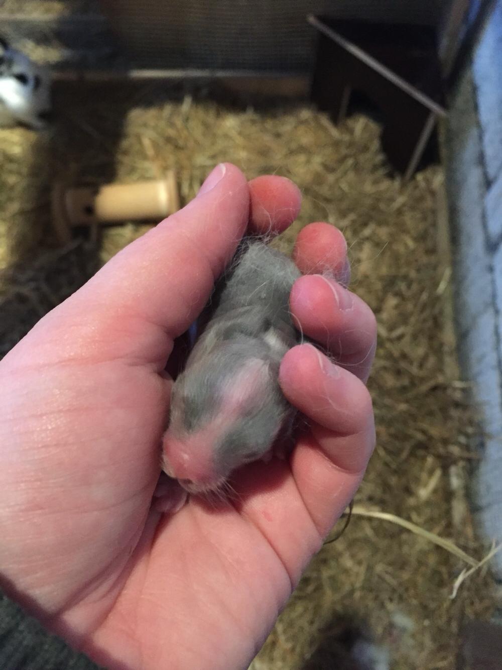 Kanin Sønderhedens Flora {Løvehoved} billede 7