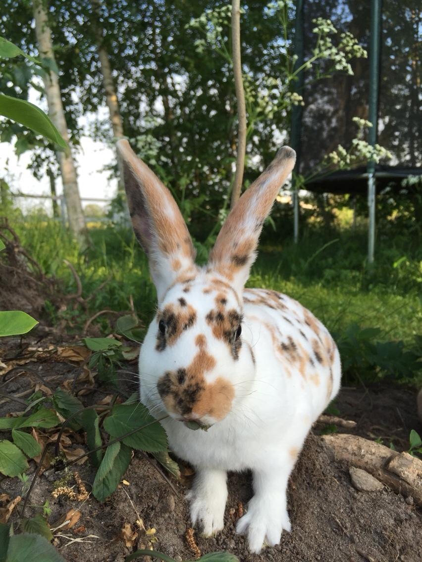 Kanin Dumle billede 2