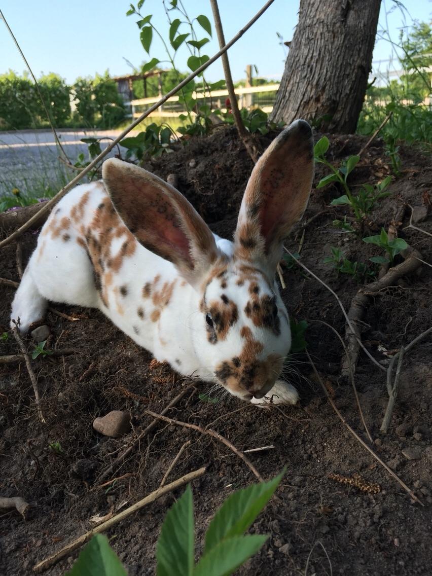 Kanin Dumle billede 6