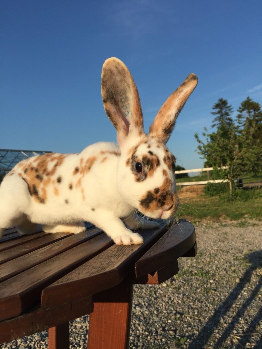 Kanin Dumle billede 14