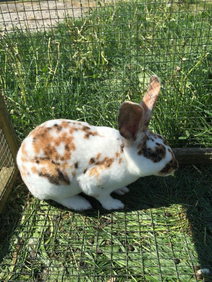 Kanin Dumle billede 16