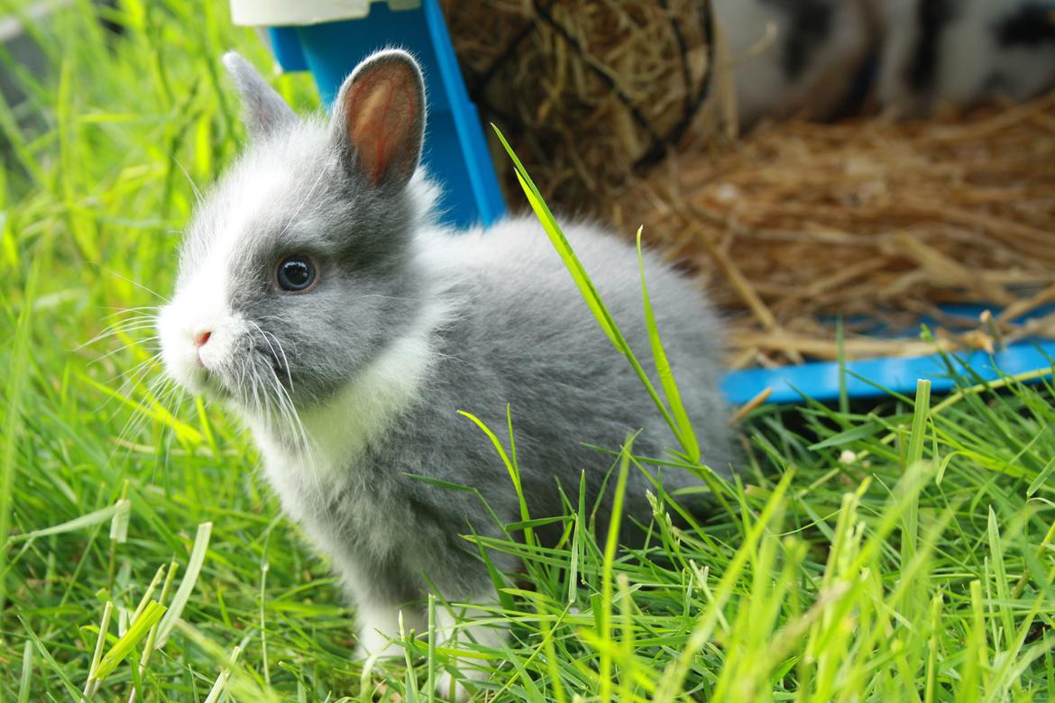 Kanin Sønderhedens Flora {Løvehoved} billede 1