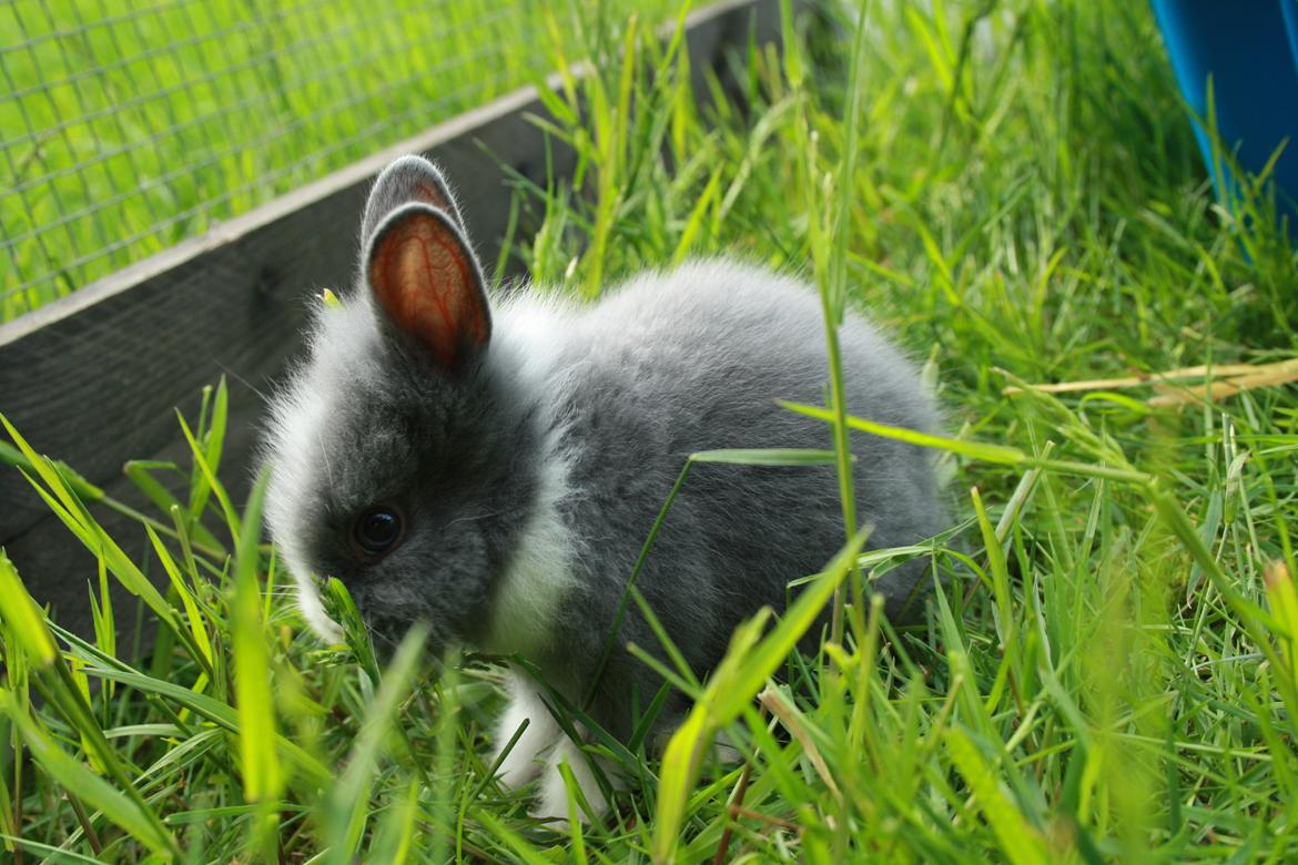 Kanin Sønderhedens Flora {Løvehoved} billede 8