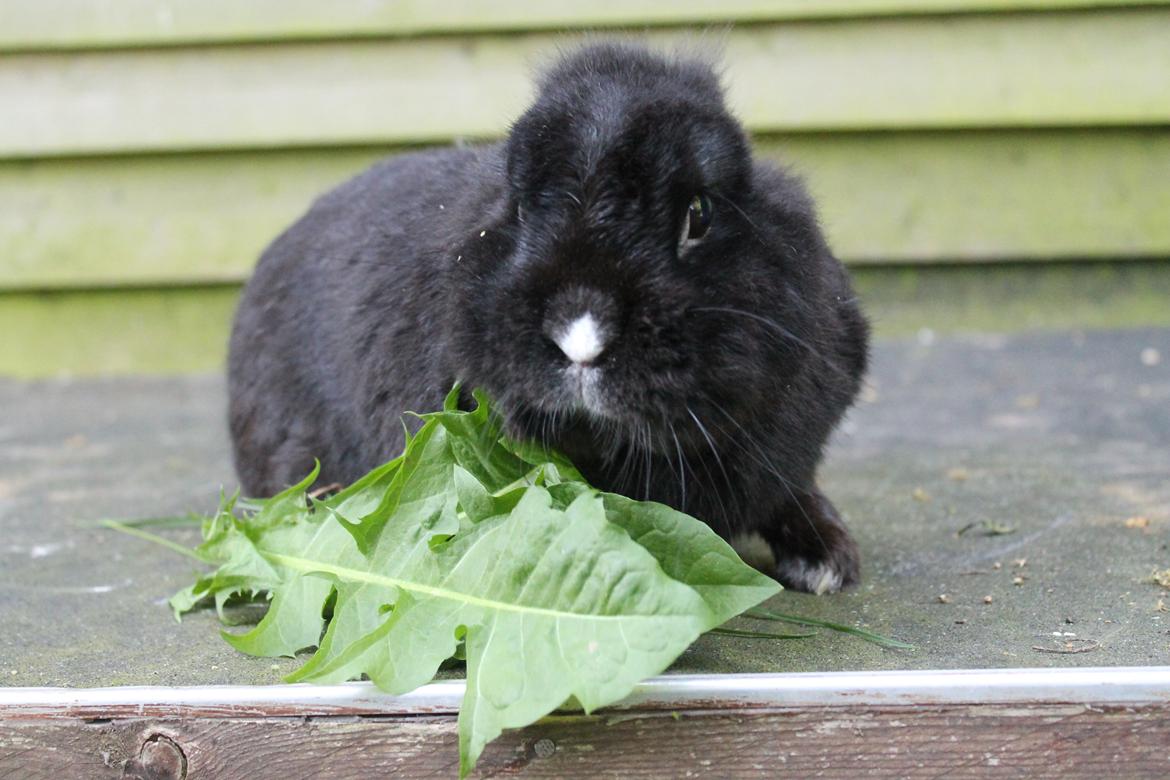 Kanin | Blacky  billede 37
