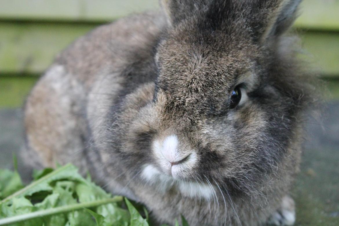 Kanin | Peter  billede 27