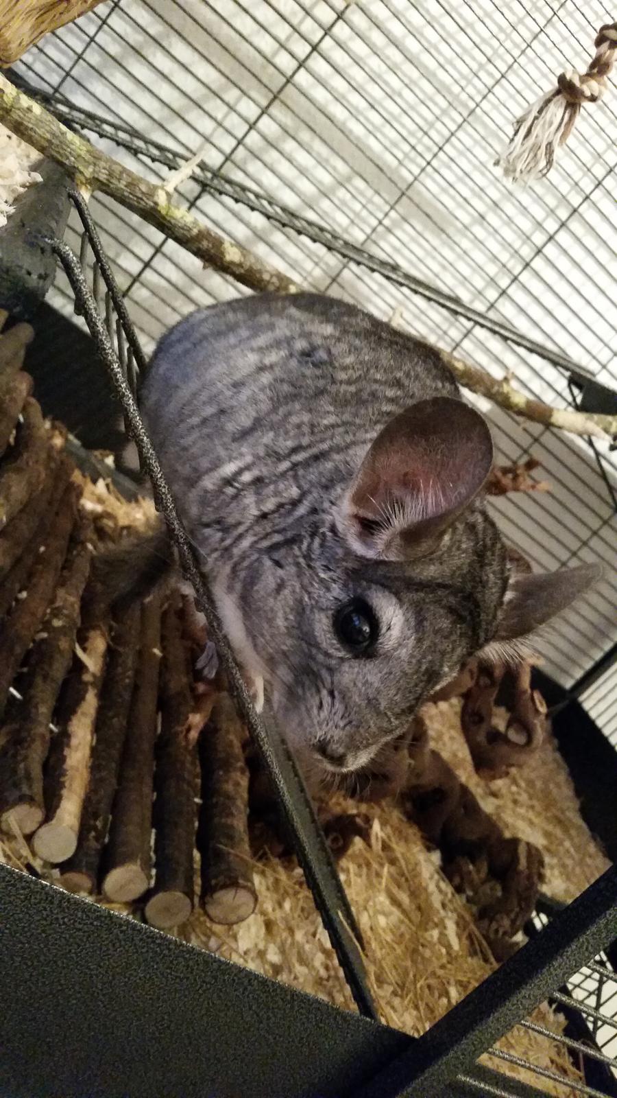 Chinchilla Beethoven R.I.P billede 1