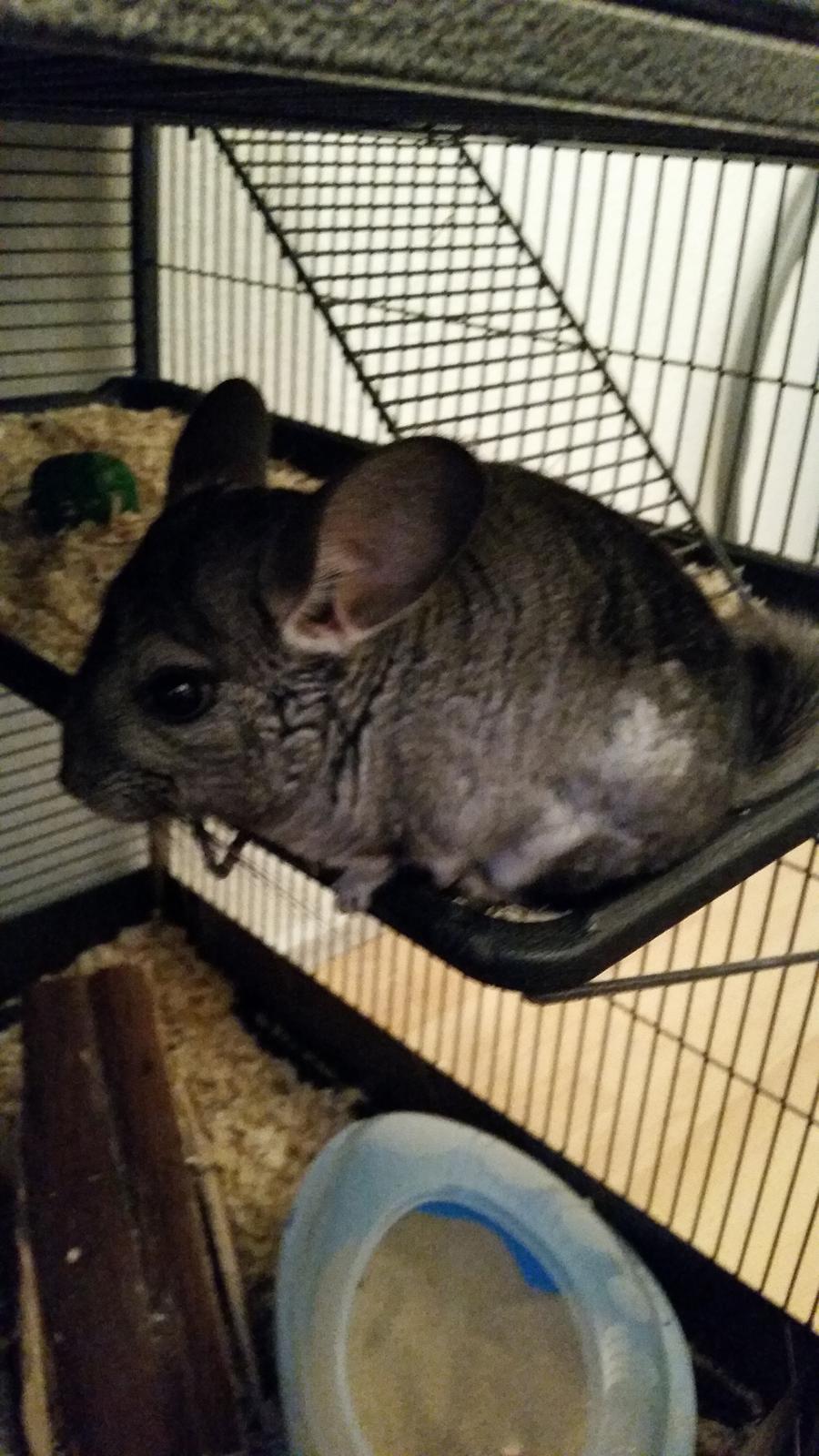 Chinchilla Bach billede 1