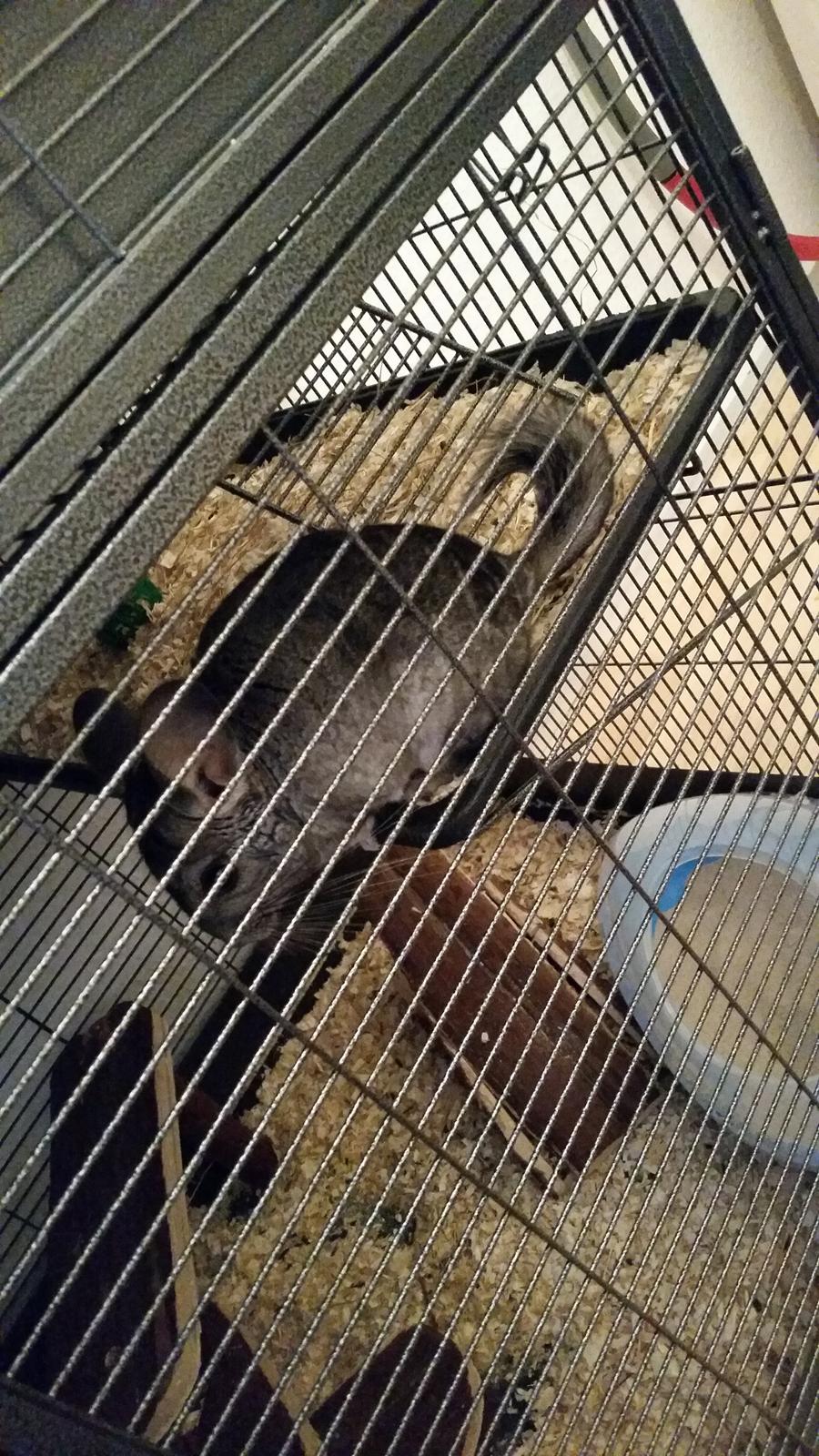 Chinchilla Bach billede 3