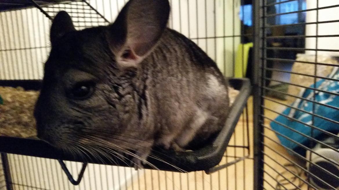 Chinchilla Bach billede 4