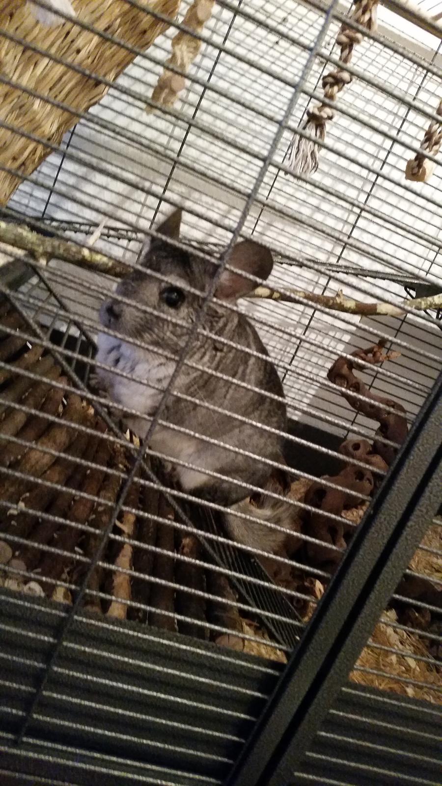 Chinchilla Beethoven R.I.P billede 3