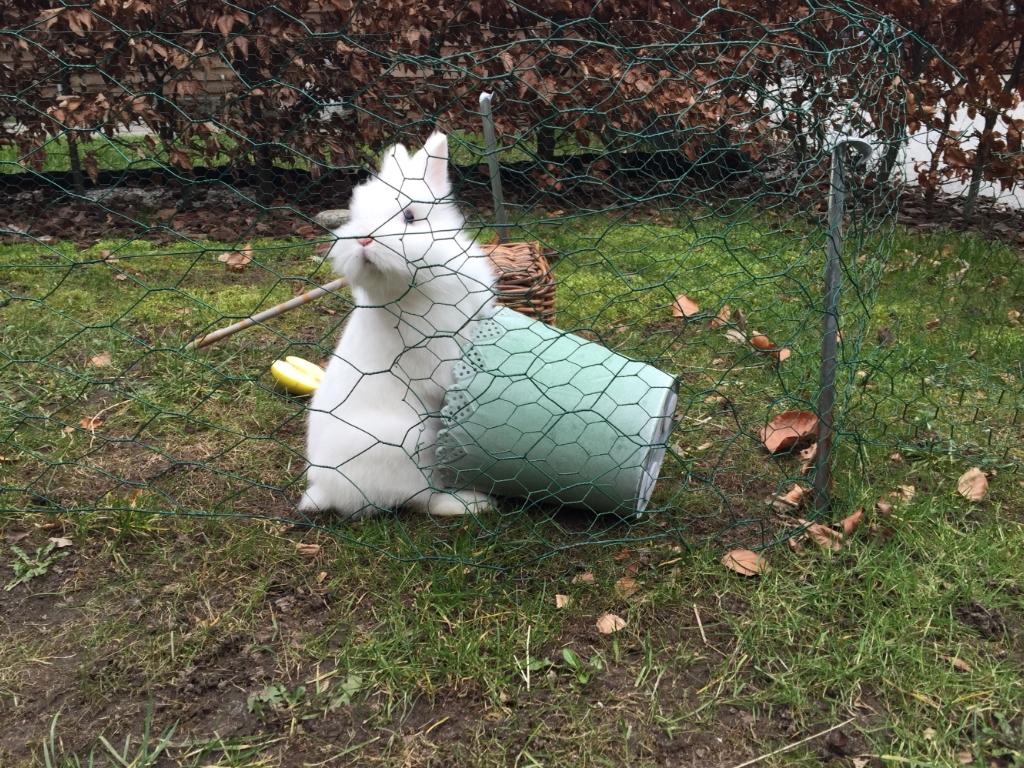 Kanin Happy billede 3