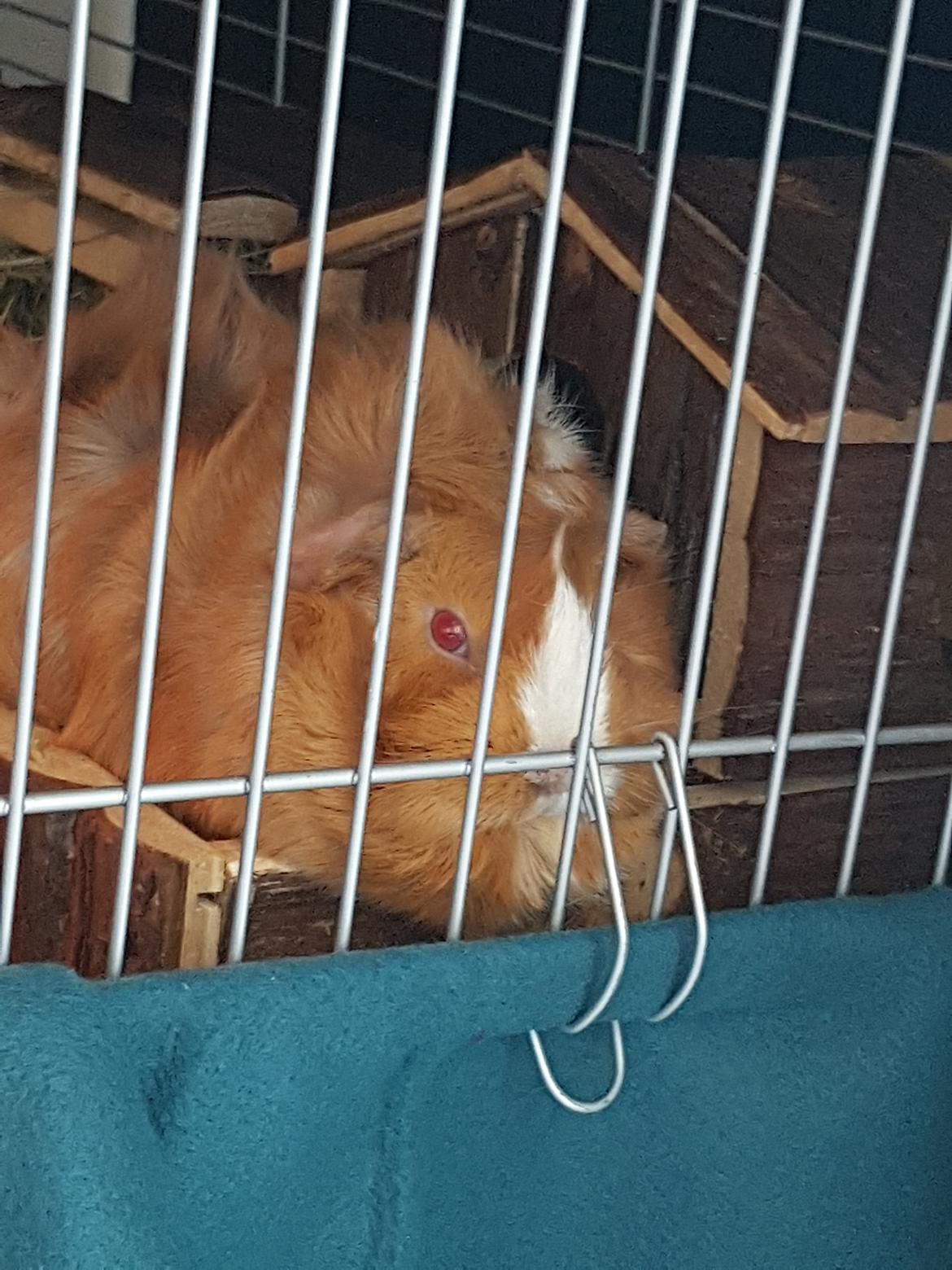 Marsvin Dudi  billede 3