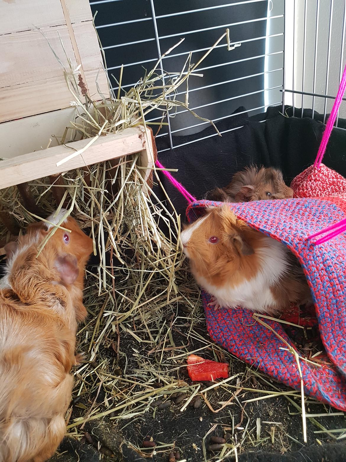 Marsvin Dudi  billede 5