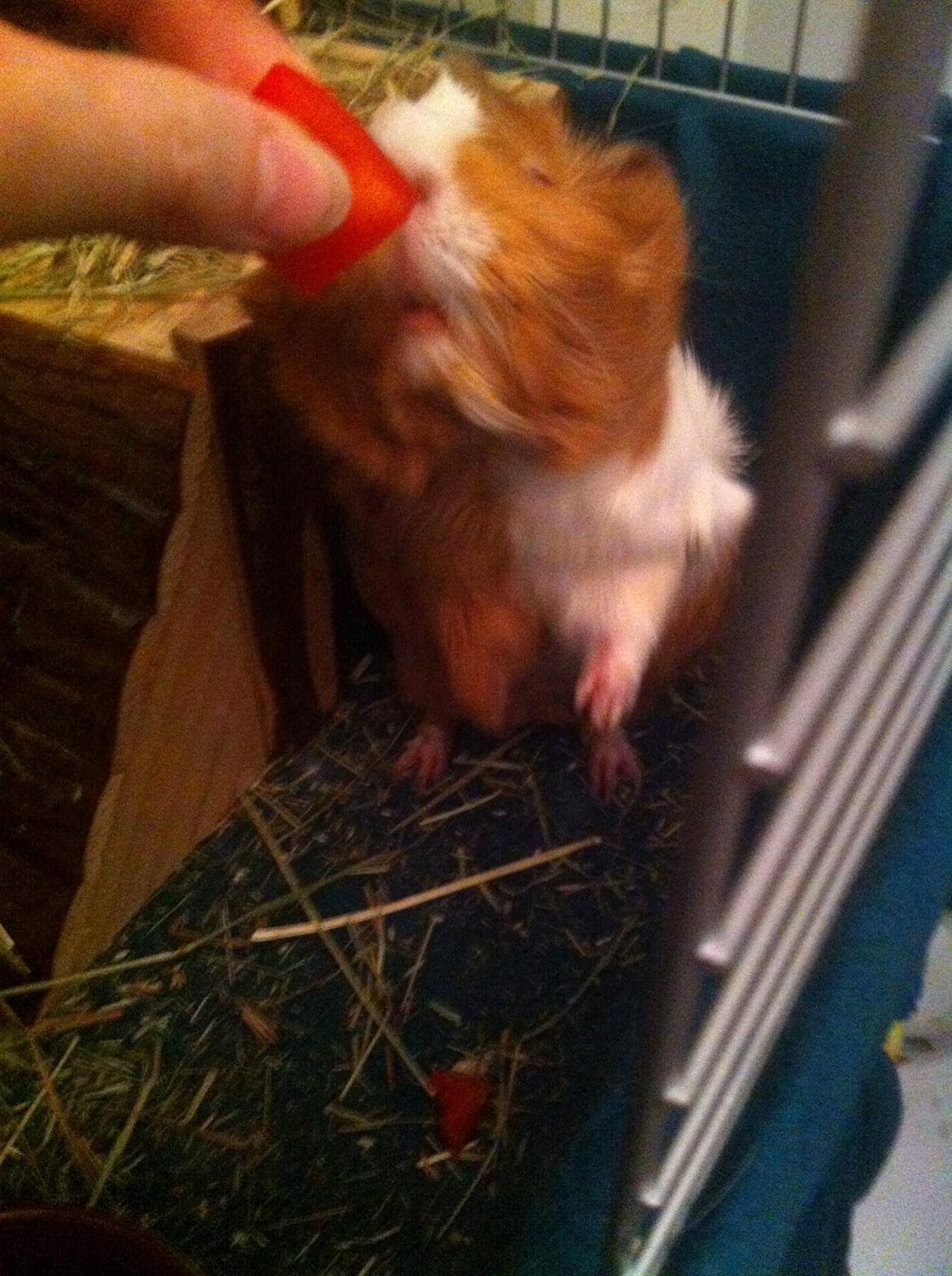 Marsvin Dudi  billede 7