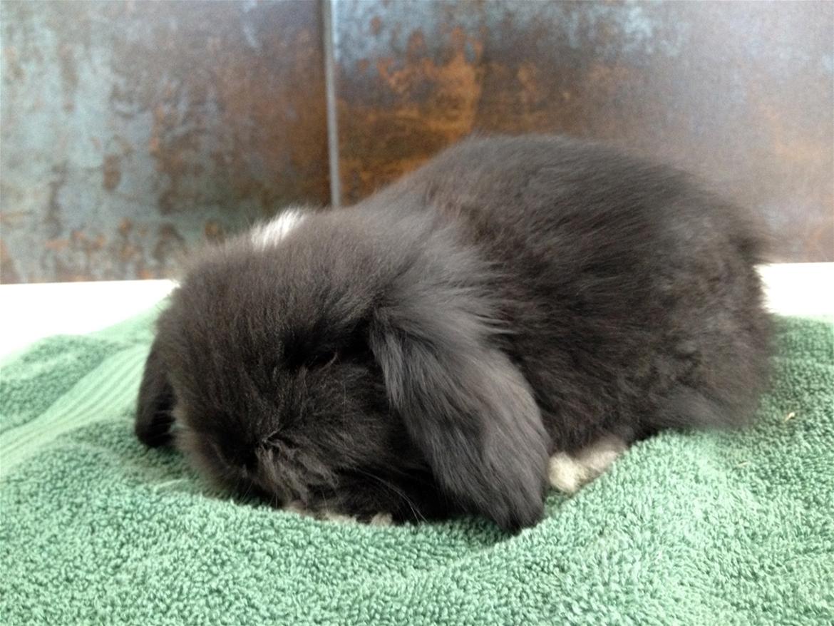 Kanin Ketembilla billede 13