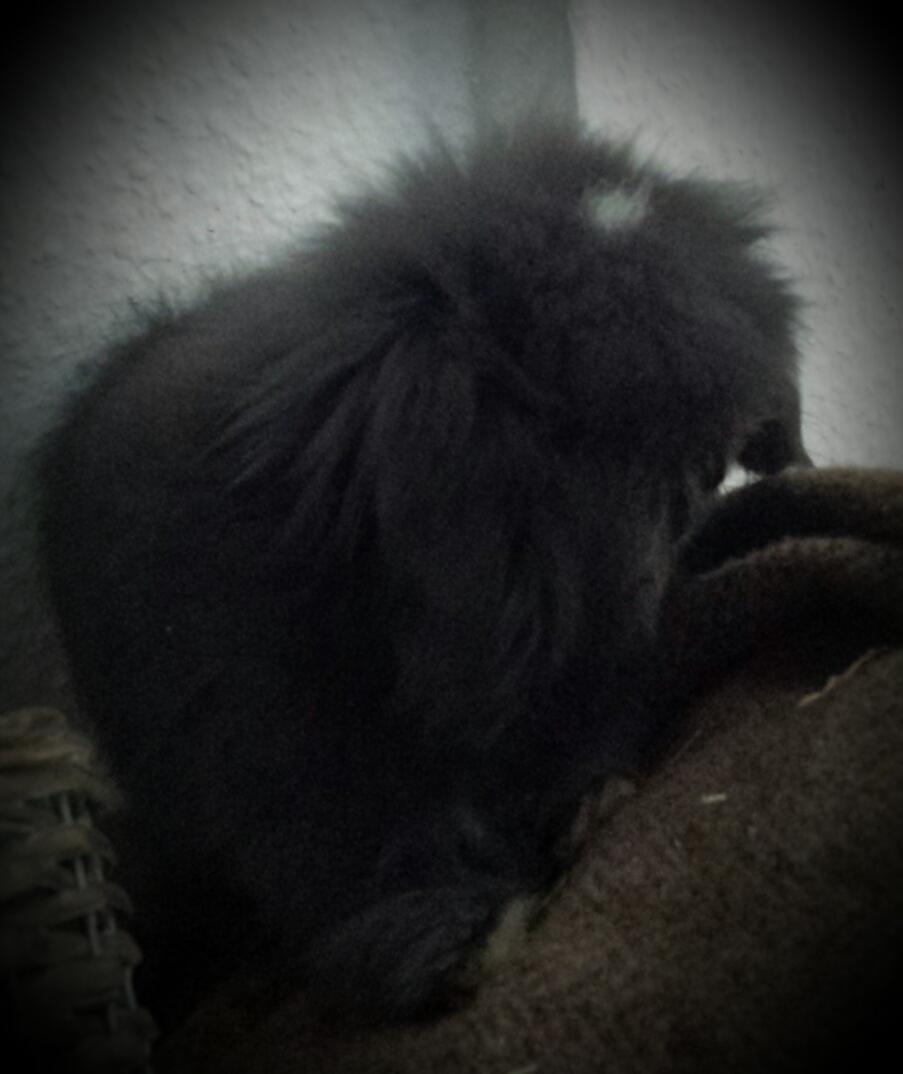 Kanin Ketembilla billede 9