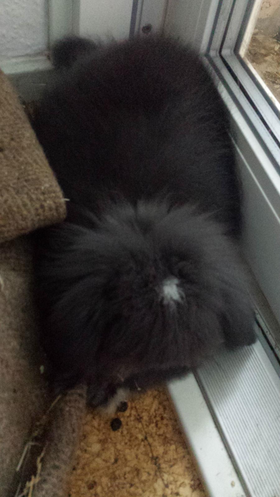 Kanin Ketembilla billede 10