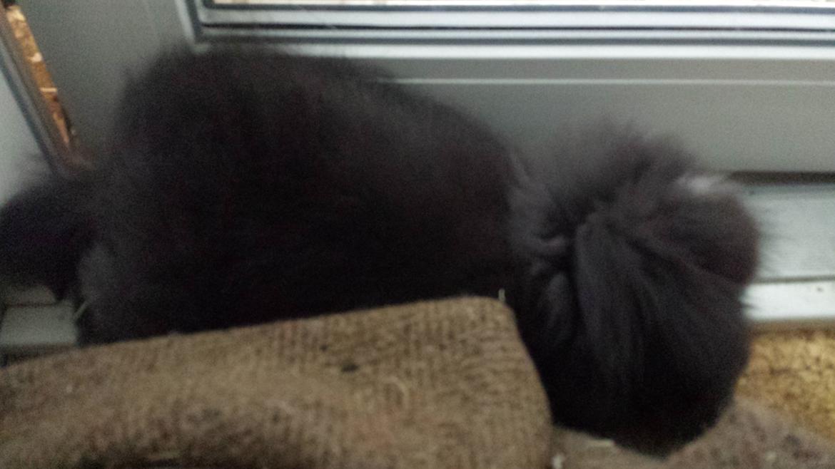 Kanin Ketembilla billede 7