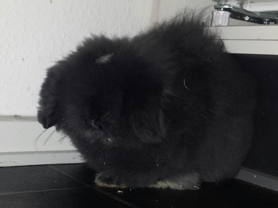 Kanin Ketembilla billede 5