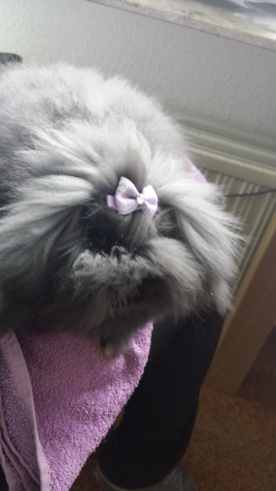 Kanin Ketembilla billede 1