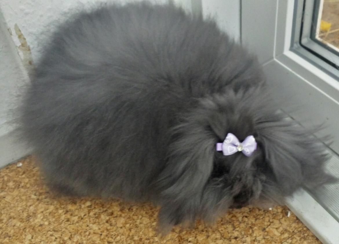 Kanin Ketembilla billede 2