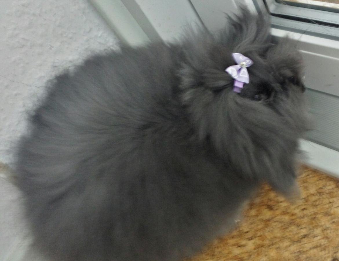 Kanin Ketembilla billede 3