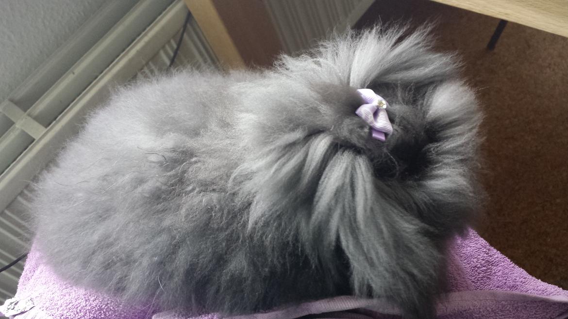 Kanin Ketembilla billede 4