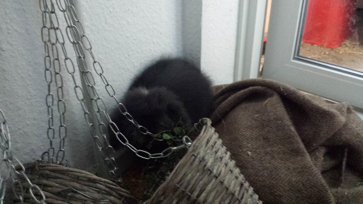 Kanin Ketembilla billede 6