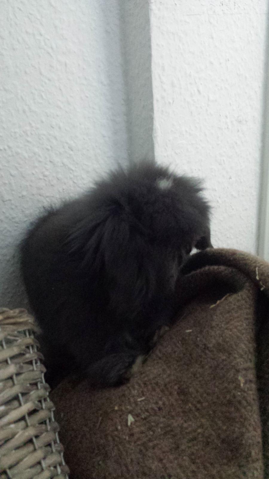 Kanin Ketembilla billede 8