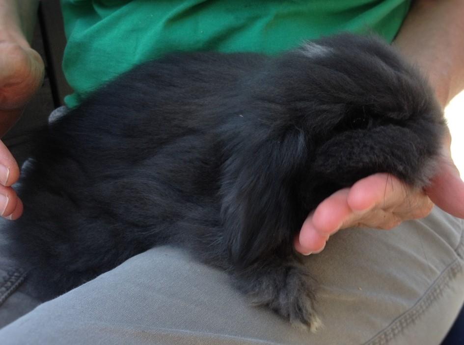 Kanin Ketembilla billede 11