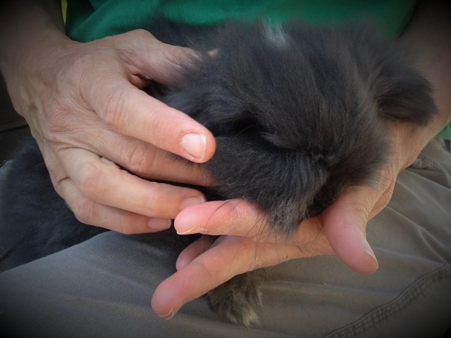 Kanin Ketembilla billede 12