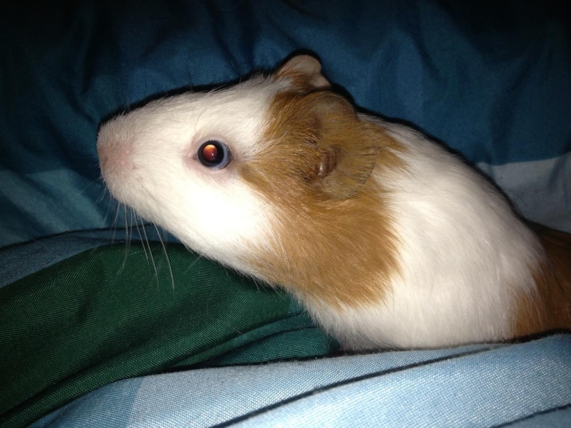 Marsvin Søren R.I.P. <3 billede 2