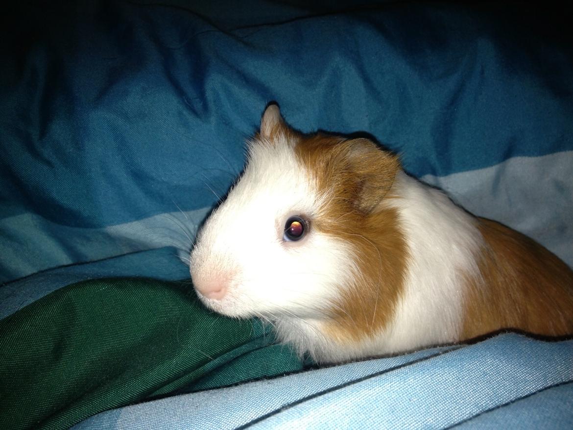 Marsvin Søren R.I.P. <3 billede 3