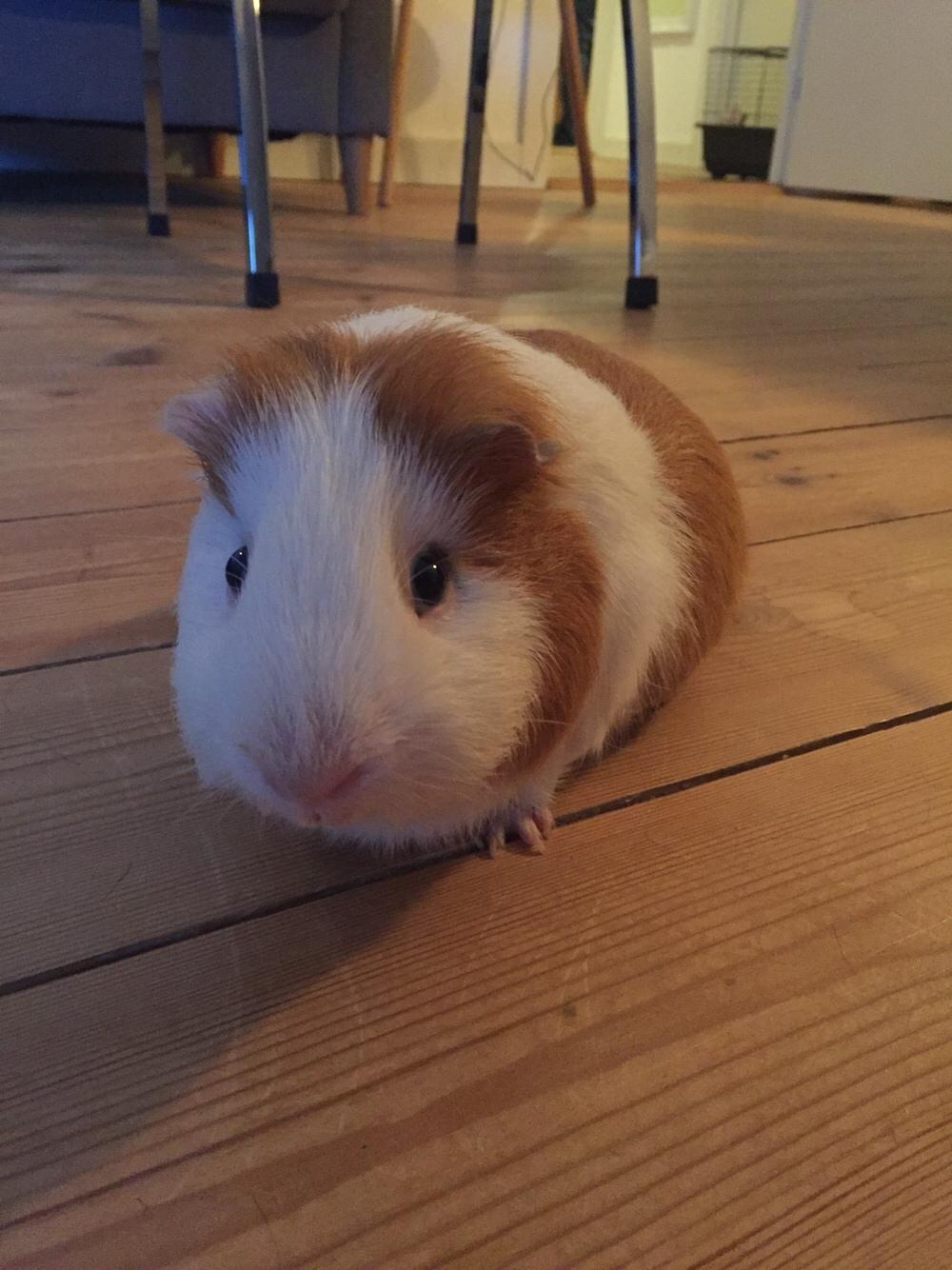 Marsvin Søren R.I.P. <3 billede 1