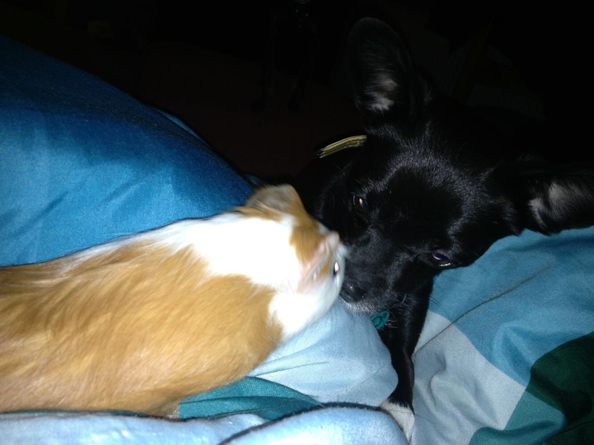 Marsvin Søren R.I.P. <3 billede 4