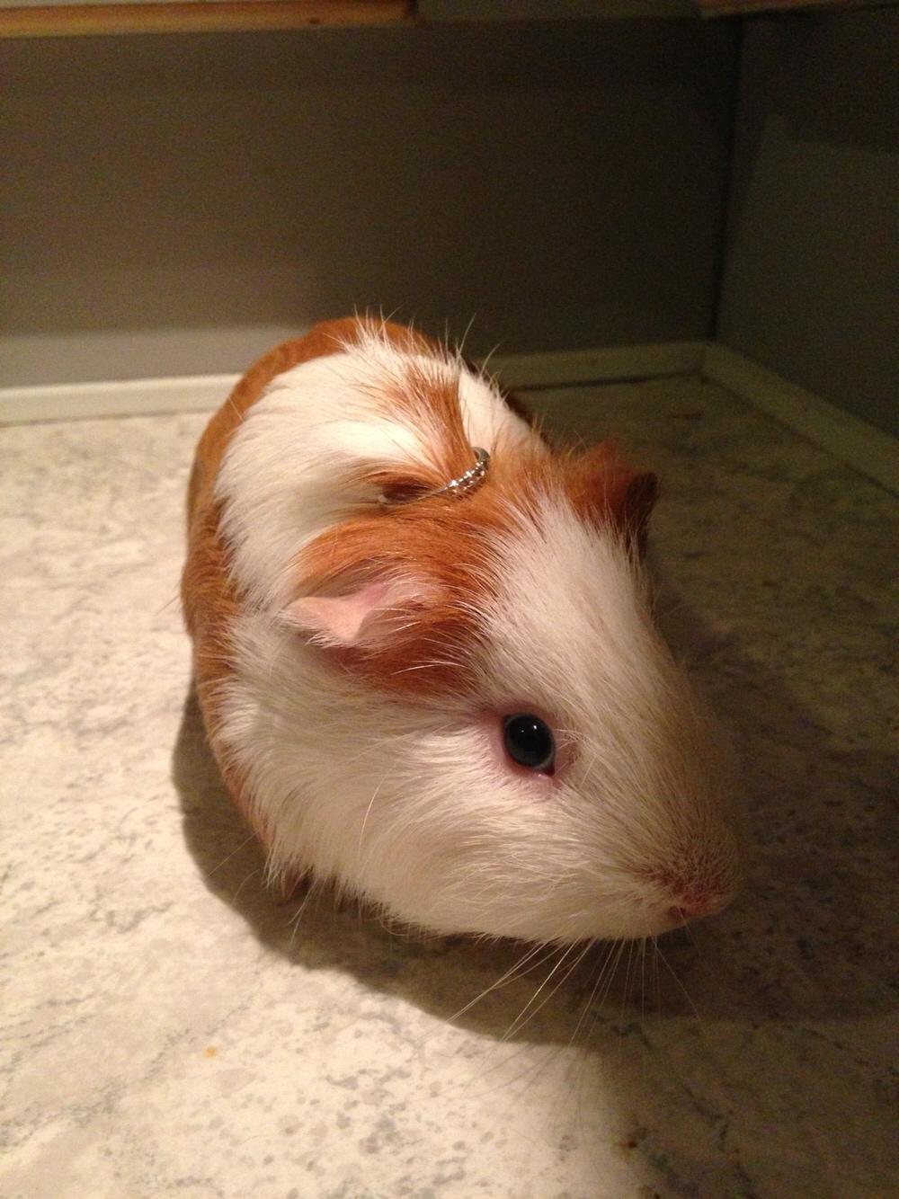 Marsvin Søren R.I.P. <3 billede 5