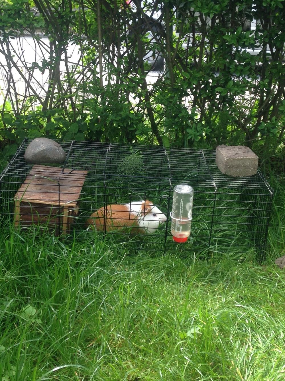 Marsvin Søren R.I.P. <3 billede 6