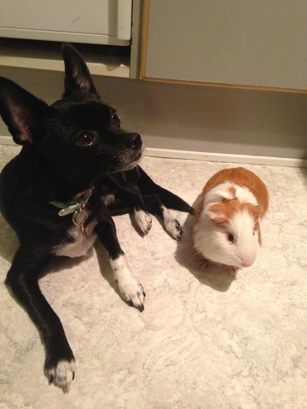 Marsvin Søren R.I.P. <3 billede 7