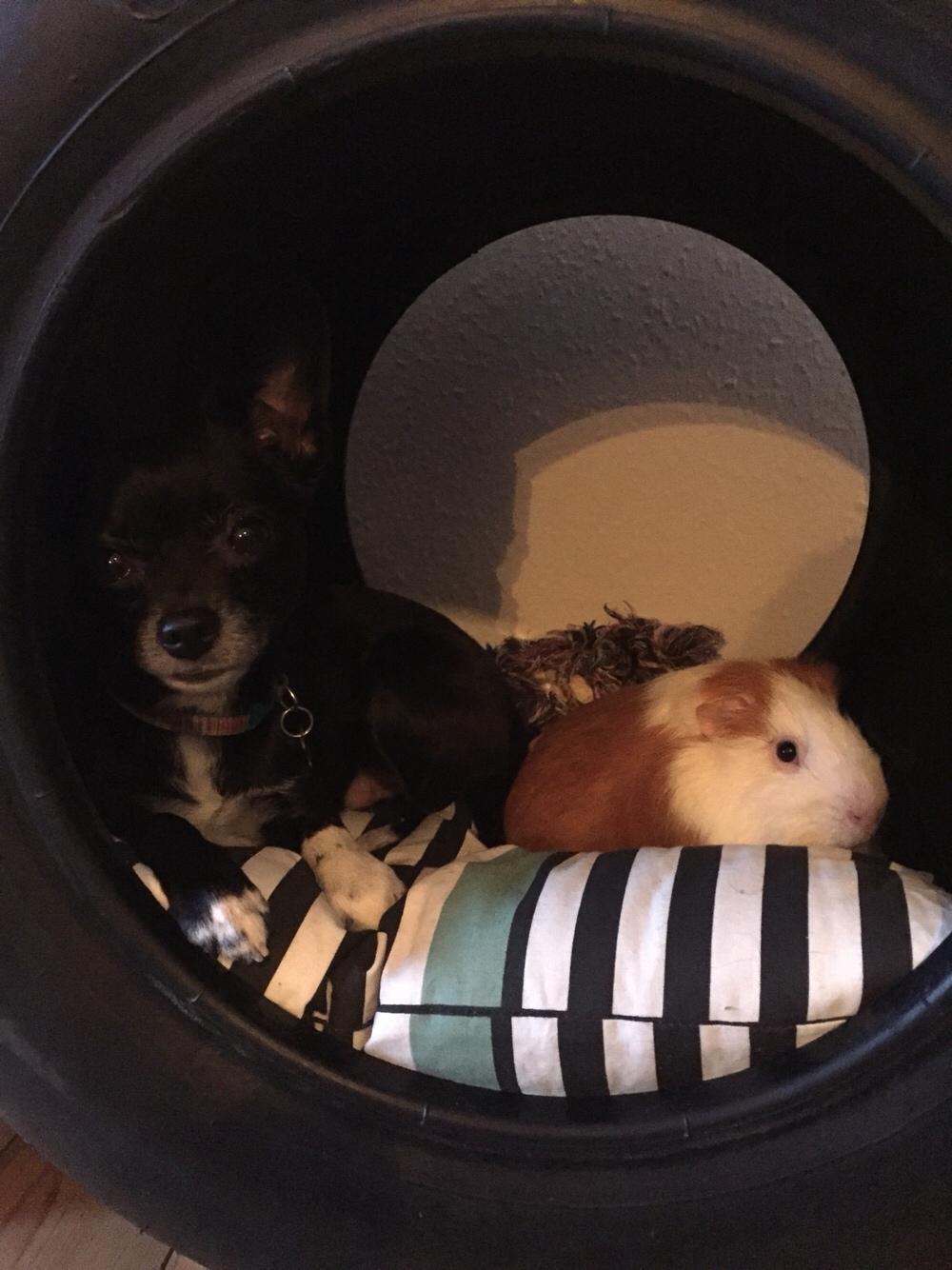 Marsvin Søren R.I.P. <3 billede 8