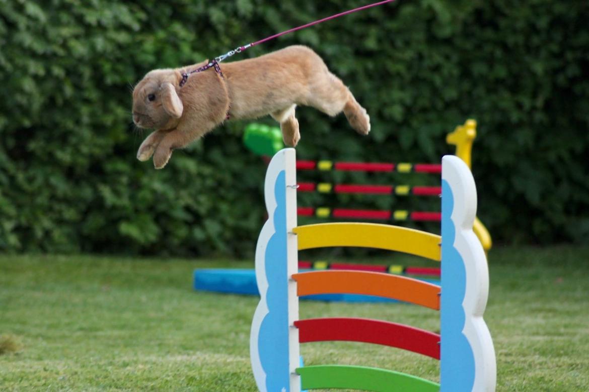 Kanin Oceans SCh. Playa Vargas af Sofiagården billede 9