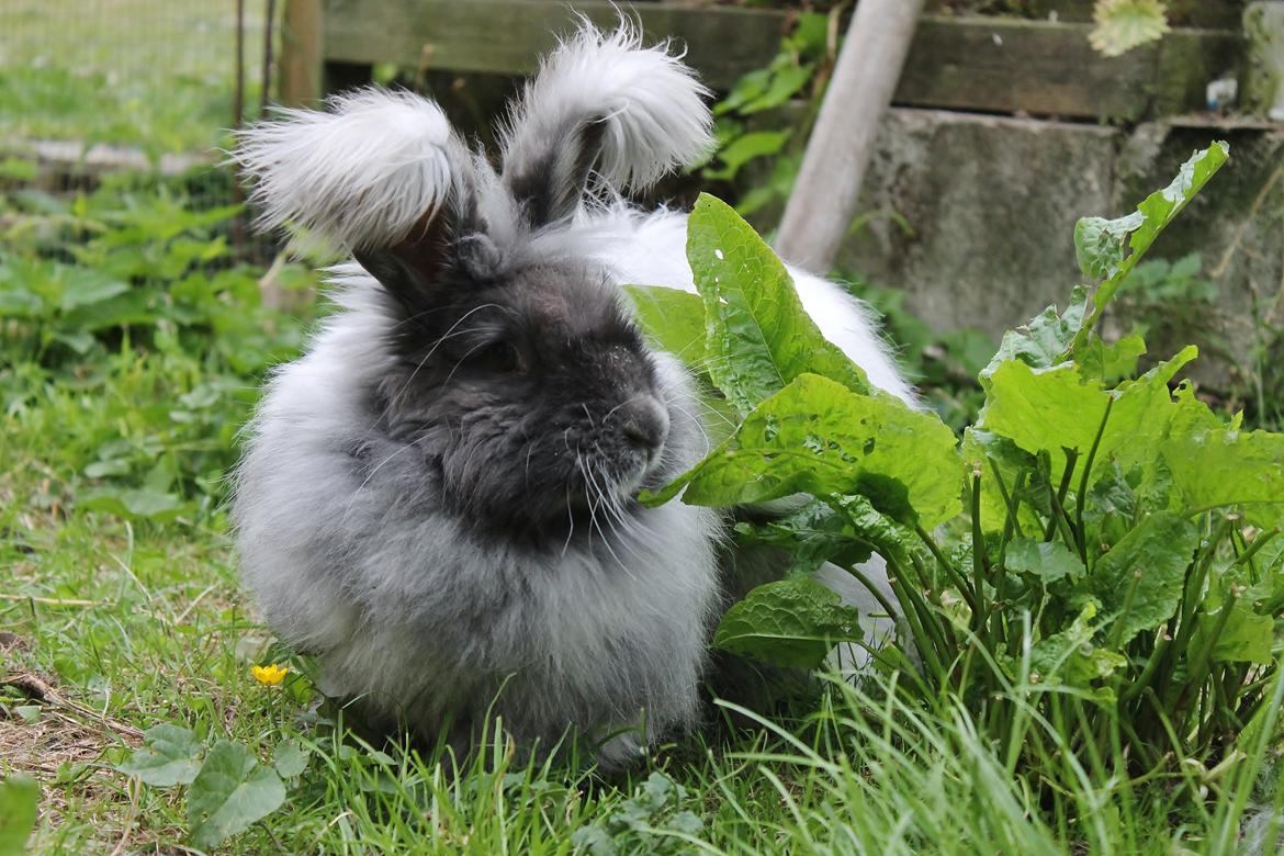 Kanin Lulu billede 2