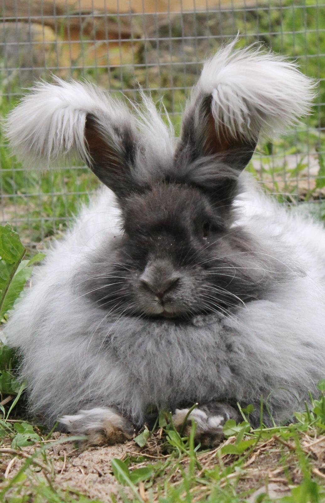 Kanin Lulu billede 5