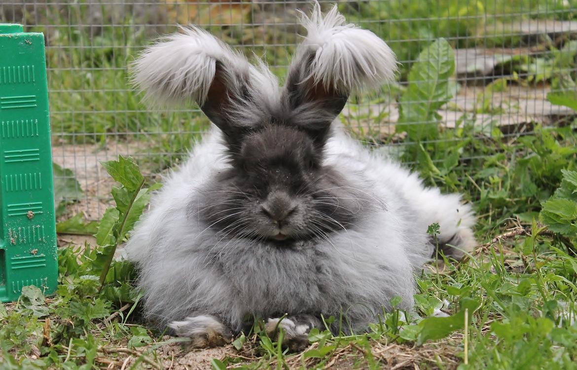 Kanin Lulu billede 1